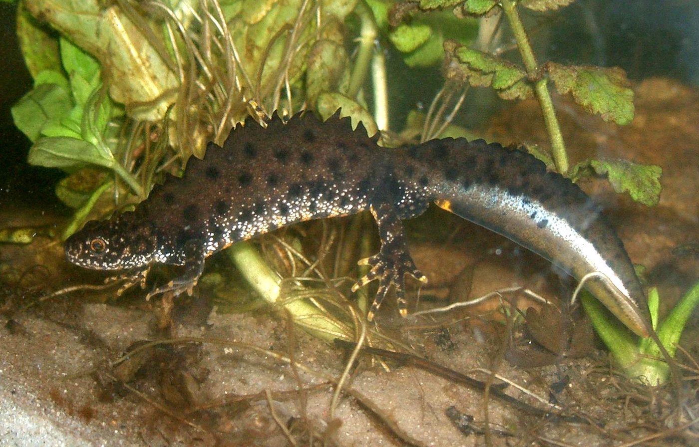 Great crested newt