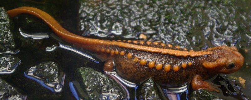 Emperor newt