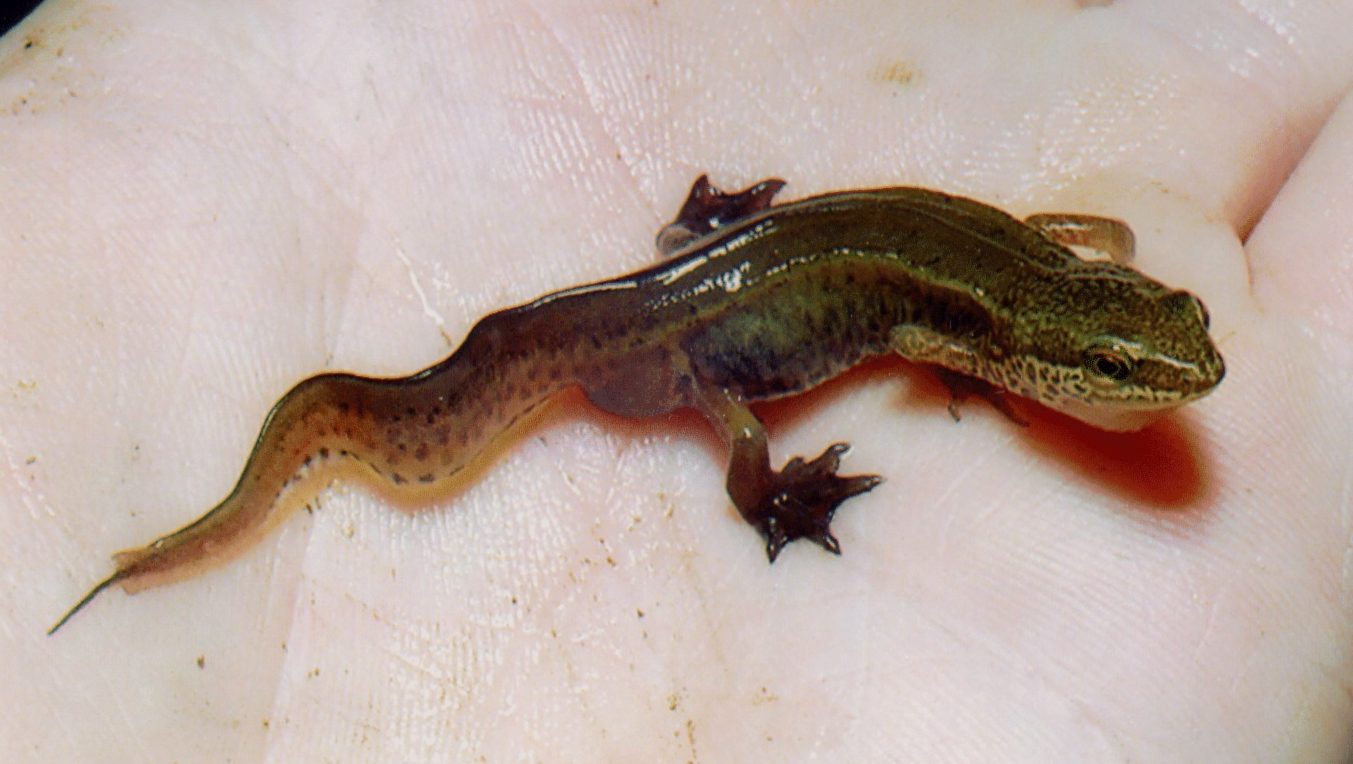 Triton palmé