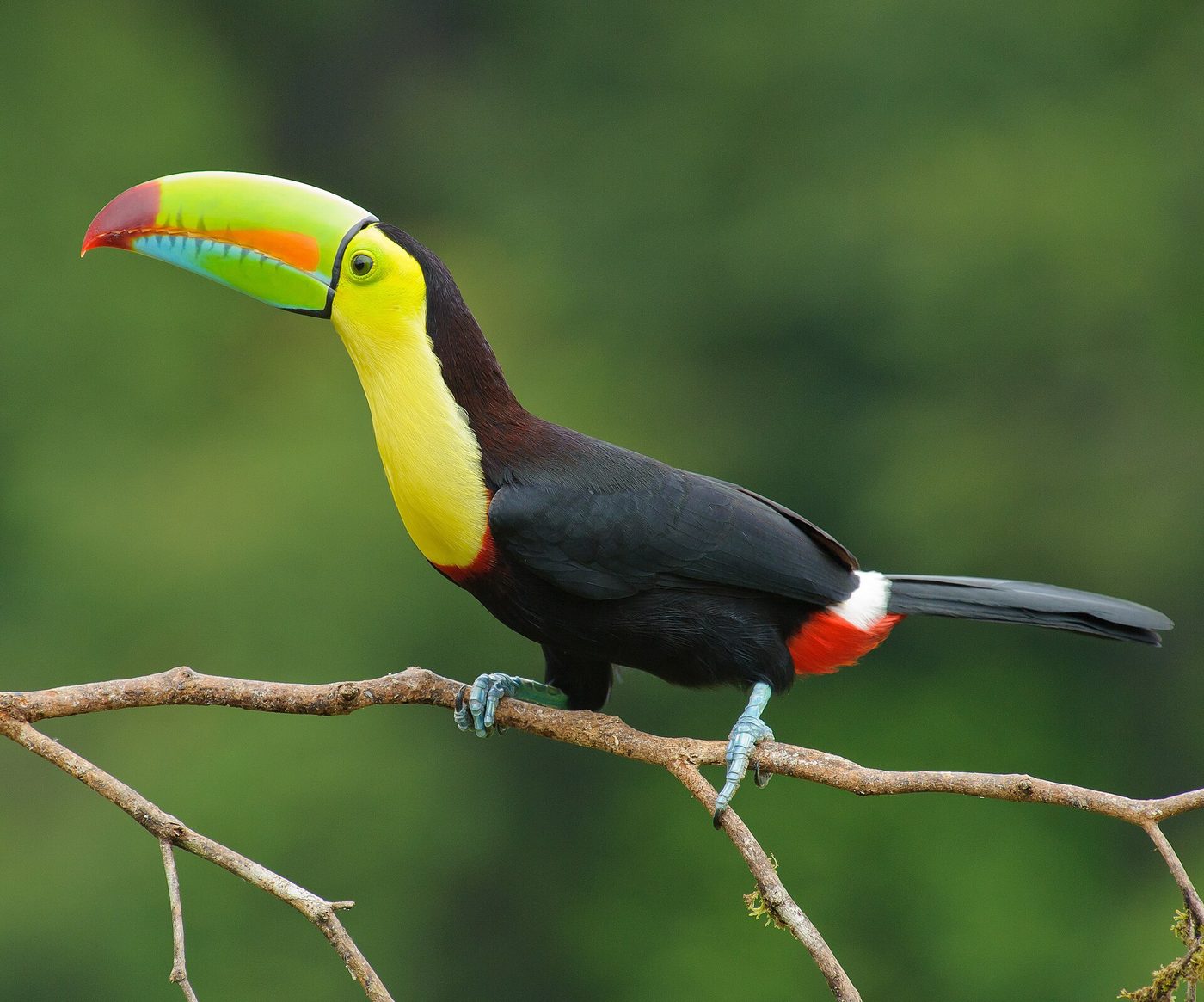 Tucán piquiverde
