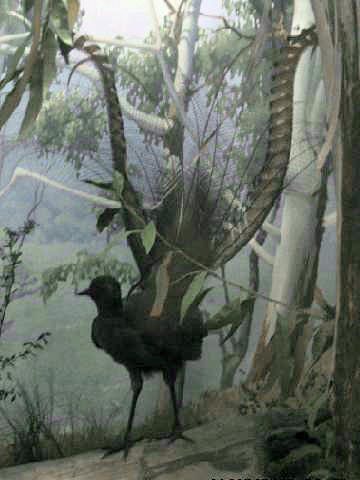 Superb lyrebird