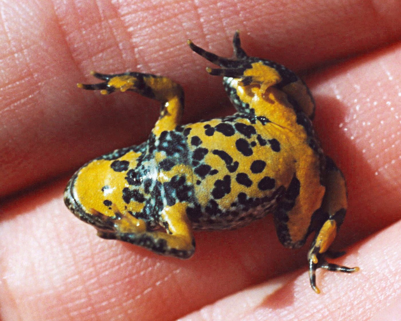 Yellow-bellied toad