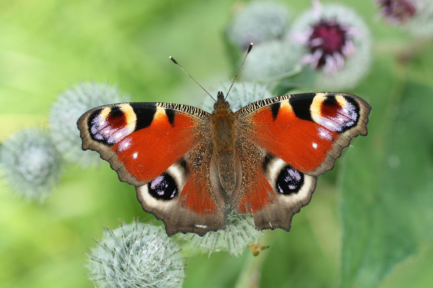 European peacock butterfly
