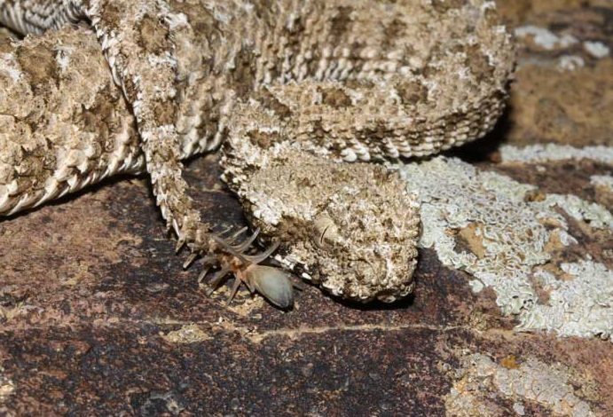 Vipère à queue d'araignée