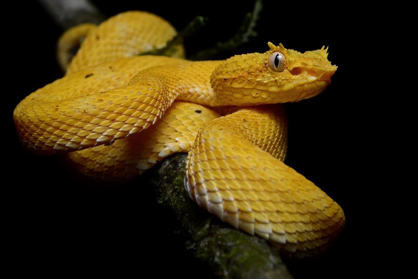 Eyelash viper