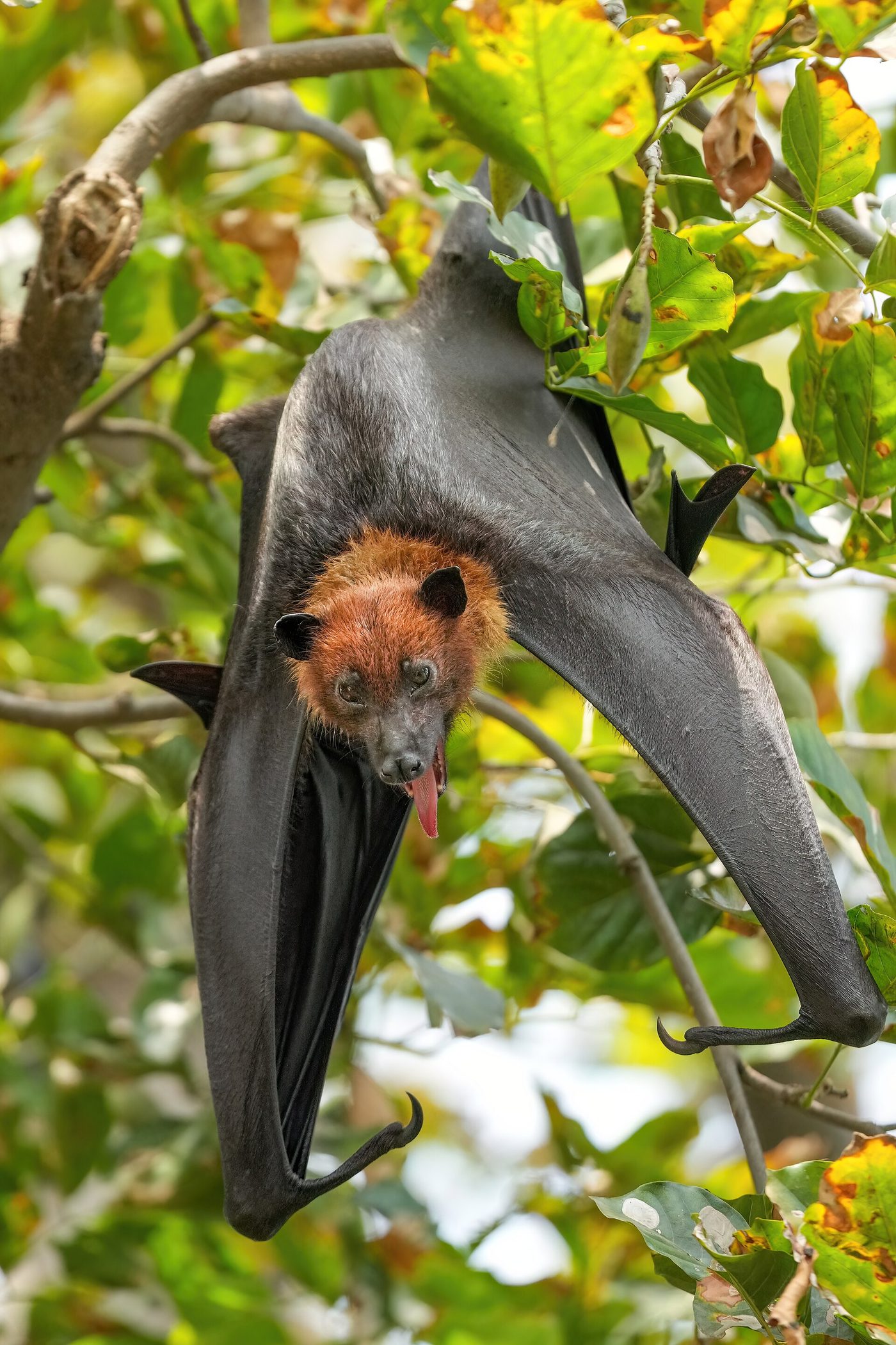Indian flying fox