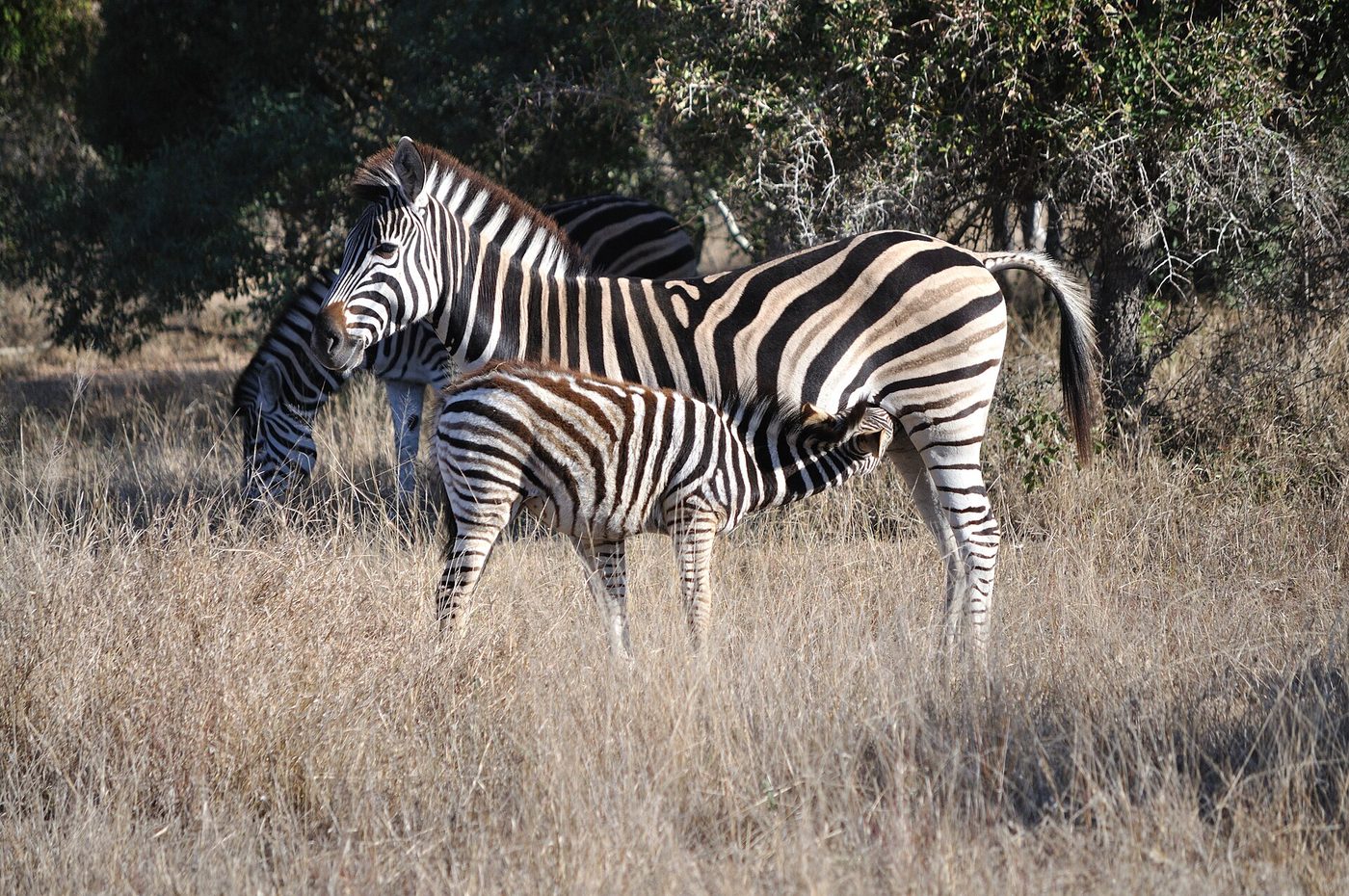 Zebra delle pianure